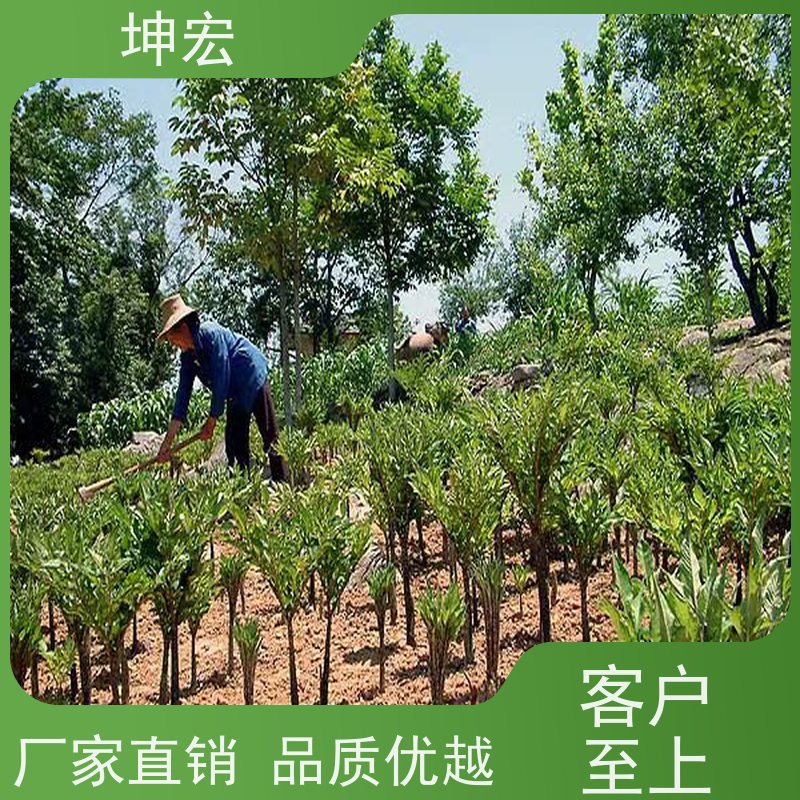 坤宏云南花魔芋种子纯度99％产地货源