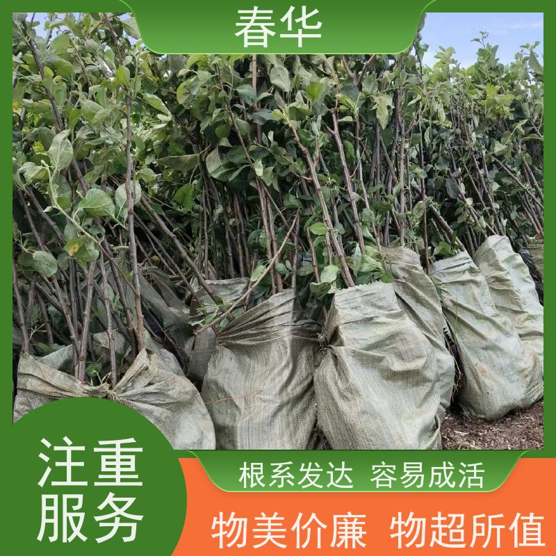 春华 苹果树培育苗 果苗适应性强 挂果快 产量高 品质放心