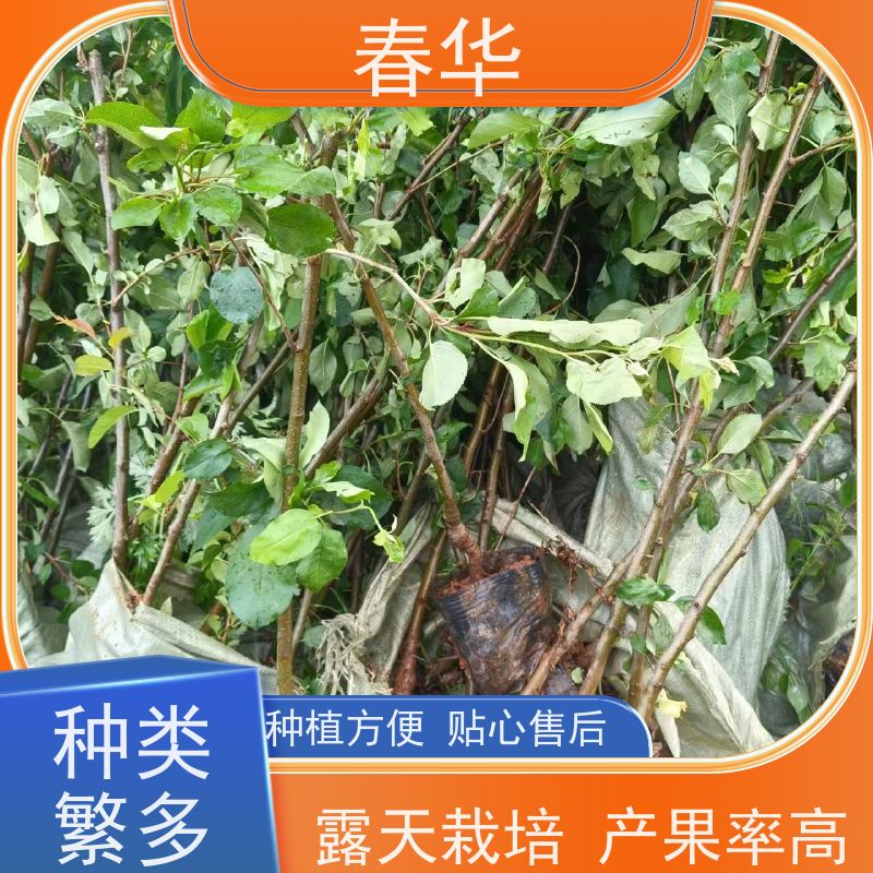 春华 批发苹果苗 培育环境相对稳定 厂家提供种植技术