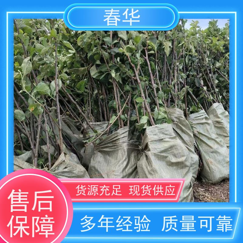 春华 苹果树培育苗 种植方便节省人力 大量出售   果实口感好