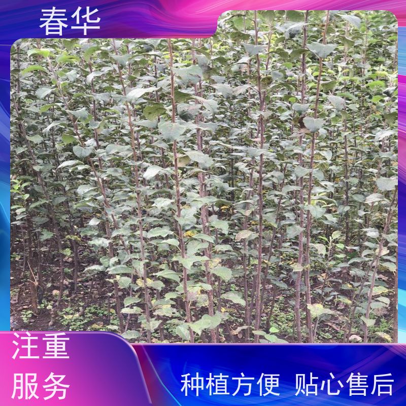 春华 丽江糖心苹果营养袋苗 种植方便节省人力 薄利多销 苗木粗壮