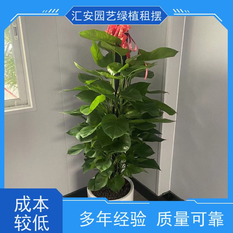 汇安园艺绿植租摆  花卉出租 公司