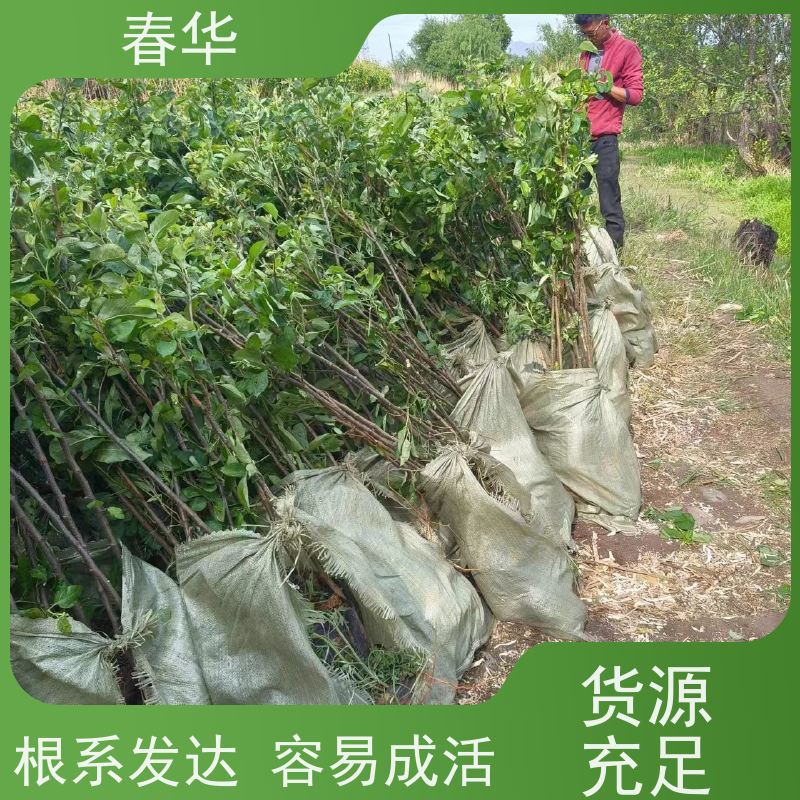 春华 苹果树培育苗 耐寒耐旱适应性强 大量出售   果实口感好