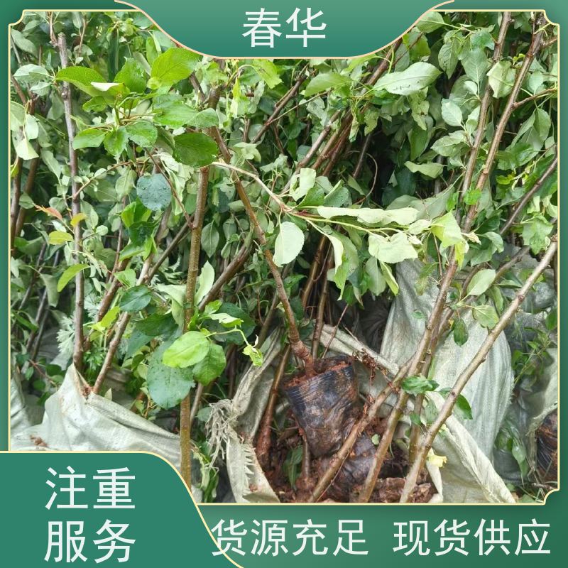 春华 批发苹果树袋苗 种植方便节省人力 量多更优惠  性价比高