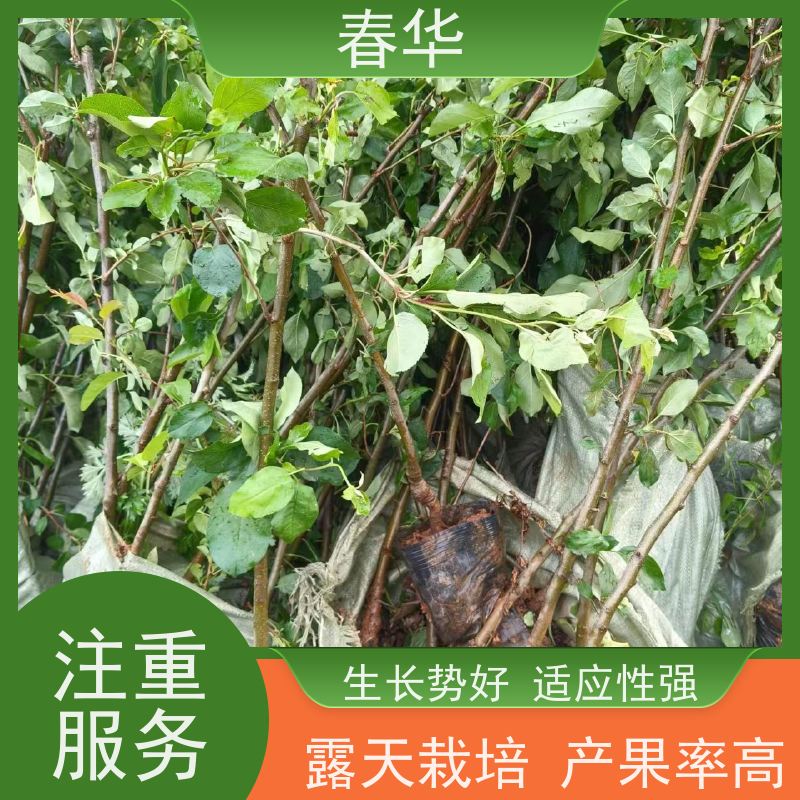 春华 批发苹果树袋苗 有效控制土壤肥力 大量出售   果实口感好