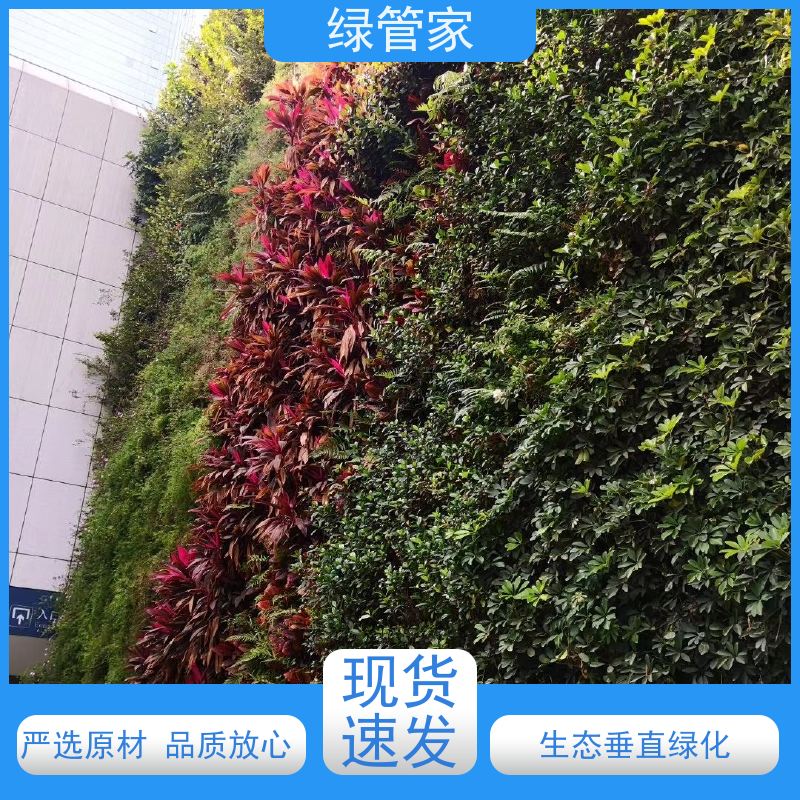 绿管家 仿真绿植墙 使用安全 性价比高 净化空气