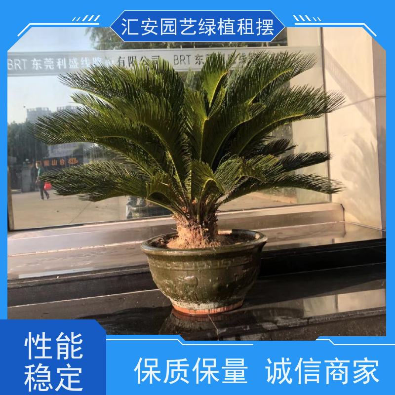 汇安园艺绿植租摆  花卉租赁 性价比高