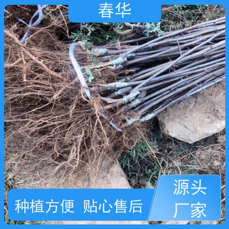 春华 苹果树小树苗 耐寒耐旱适应性强 苗木粗壮 物流运送快 