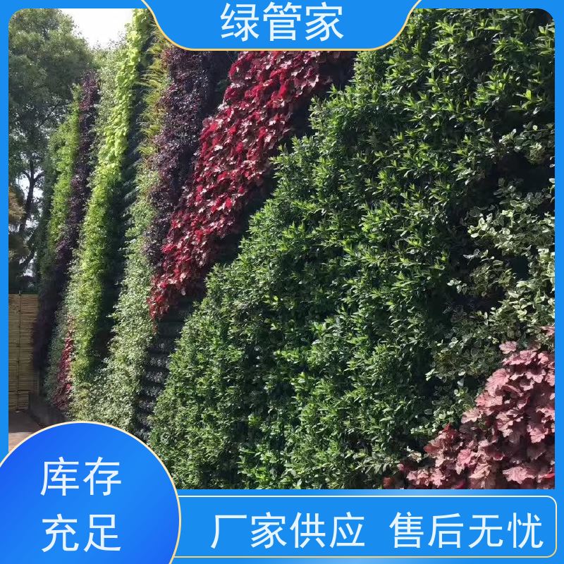 绿管家 垂直绿化植物墙 物流配送 发货快 防虫防蛀