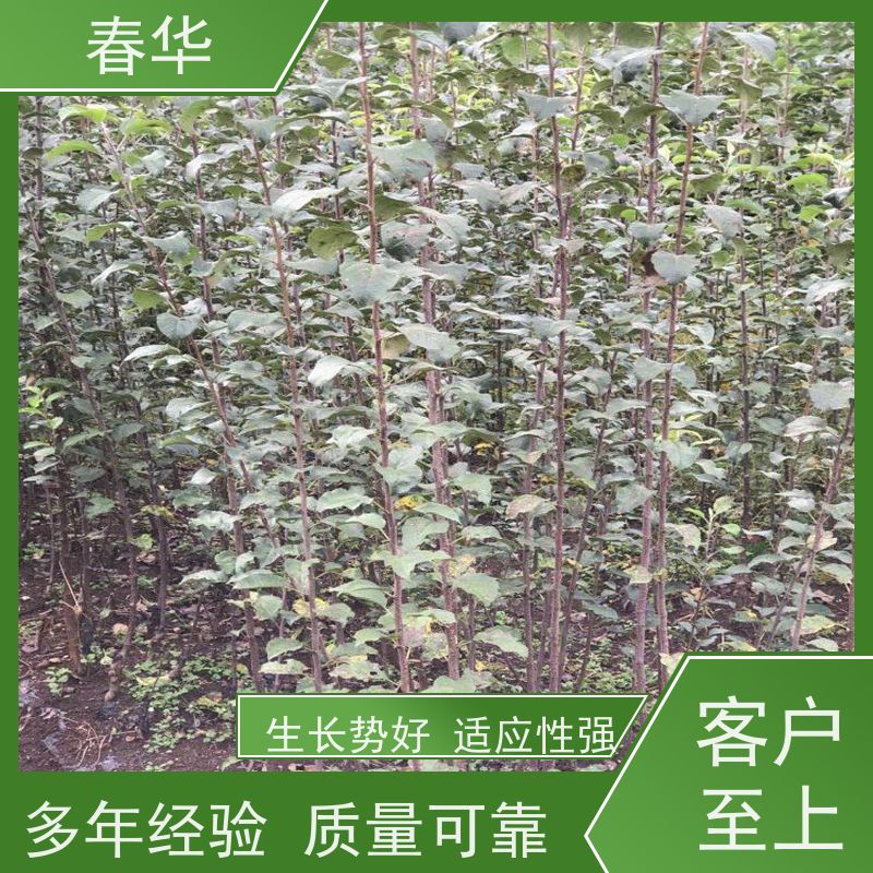 春华 苹果营养袋苗批发 露天种植长势好 量多更优惠  性价比高