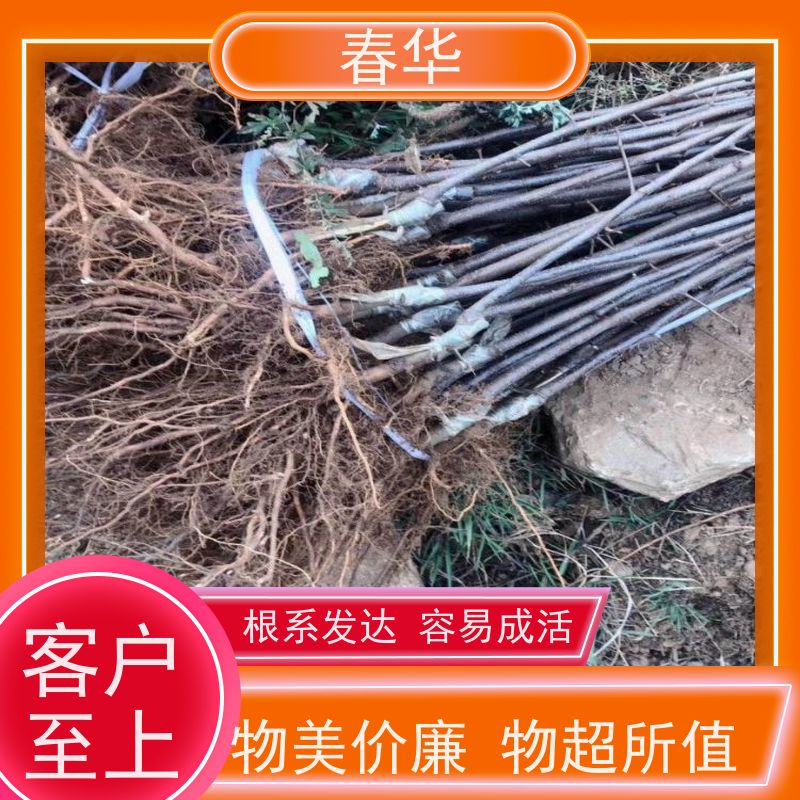 春华 苹果树小树苗 有效控制土壤肥力 大量出售   果实口感好