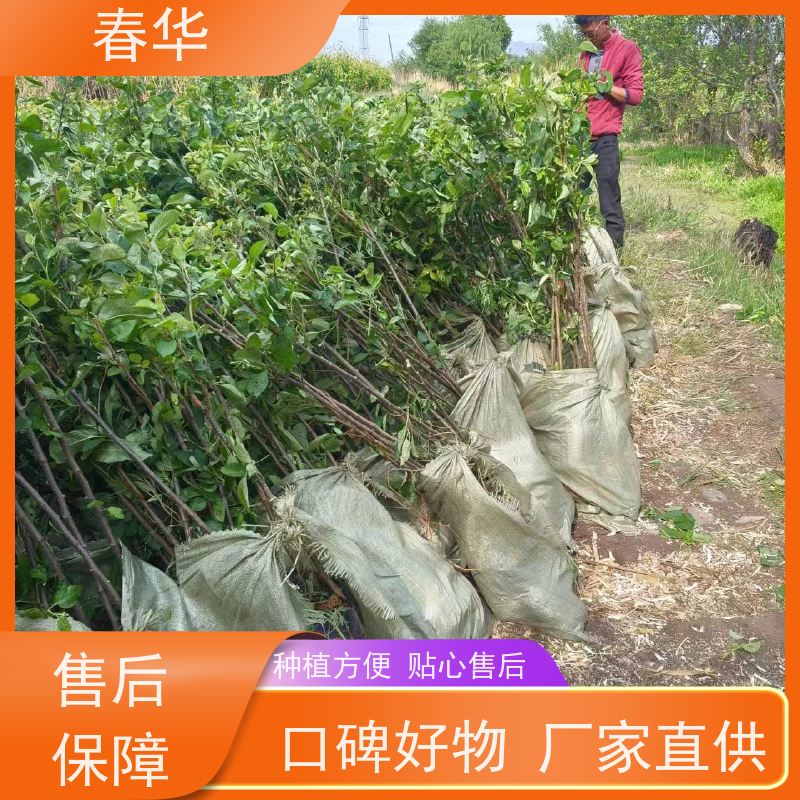 春华 大量销售苹果营养袋苗 果树生长势好 量多更优惠  性价比高