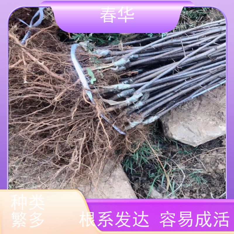 春华 苹果树袋苗 移栽时操作简便 多种果苗选择  提供种植技术