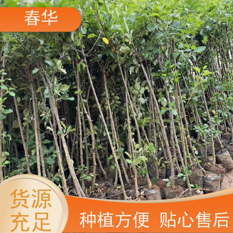 春华 供应苹果树苗 露天种植长势好 苗木粗壮 薄利多销