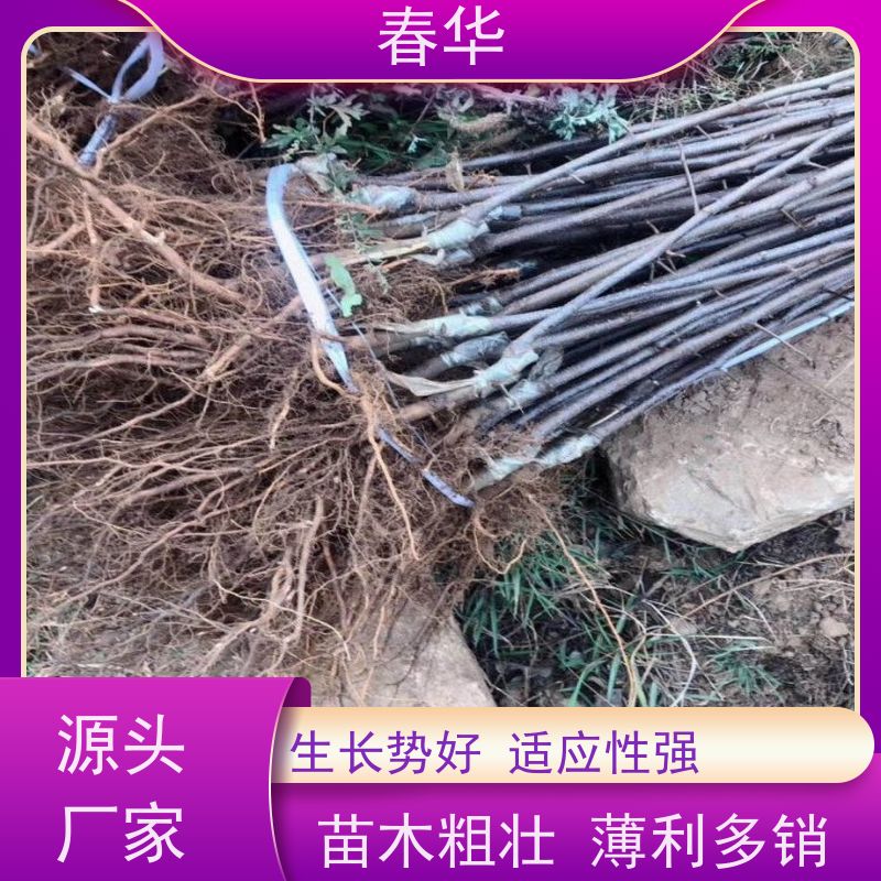 春华 多种苹果营养袋苗 自己嫁接培育  挂果快 产量高 品质放心