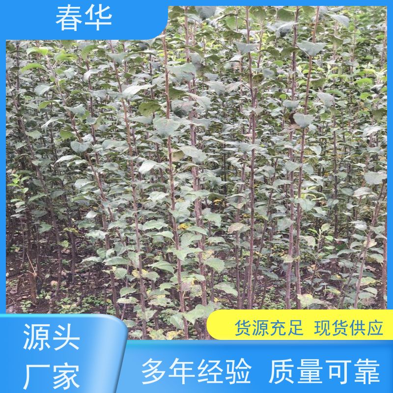 春华 苹果树苗 适宜多种土壤跟肥料 苗木粗壮 物流运送快 