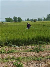 一年生湿地松苗批发,50-70cm湿地松小苗,湿地松容器苗基地出售-林之源种植合作社