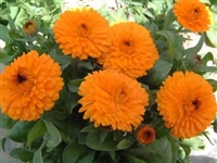 多年生草花可以食用的金盏菊种子