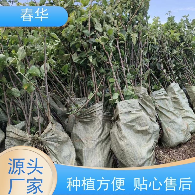 春华 批发苹果树袋苗 适宜多种土壤跟肥料 薄利多销 苗木粗壮