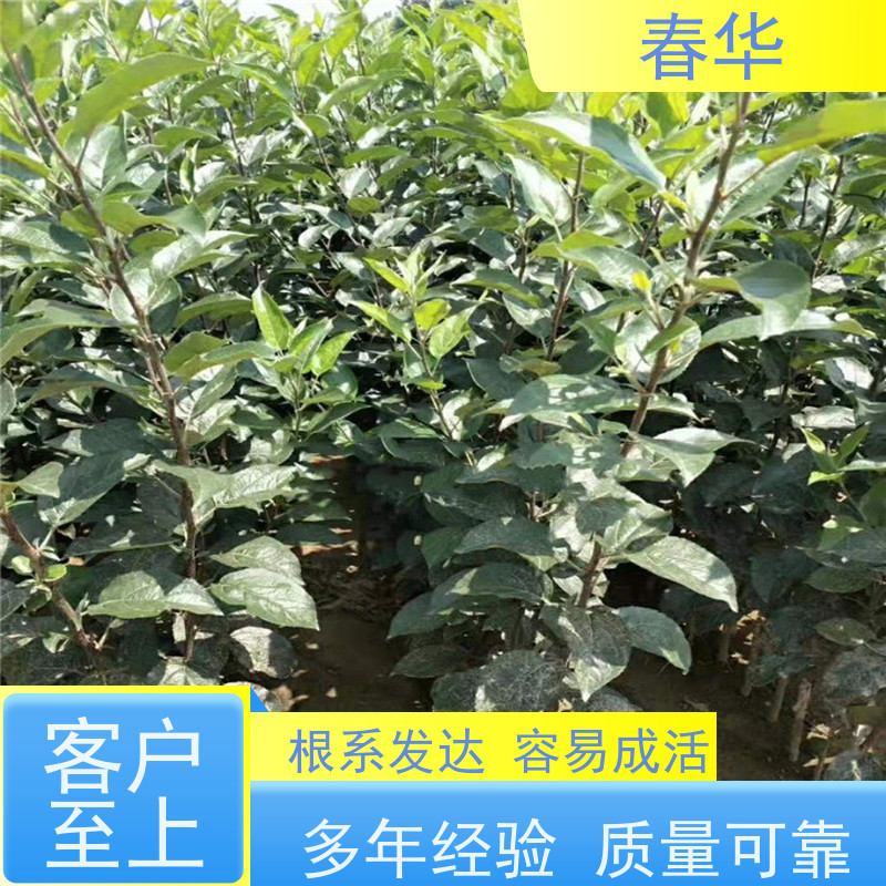 春华 苹果营养袋苗批发 种植方便节省人力 量多更优惠  性价比高