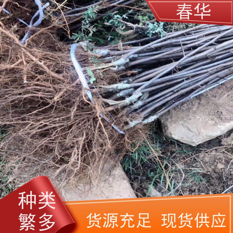 春华 苹果树苗 适宜多种土壤跟肥料 易成活 挂果快 产量高