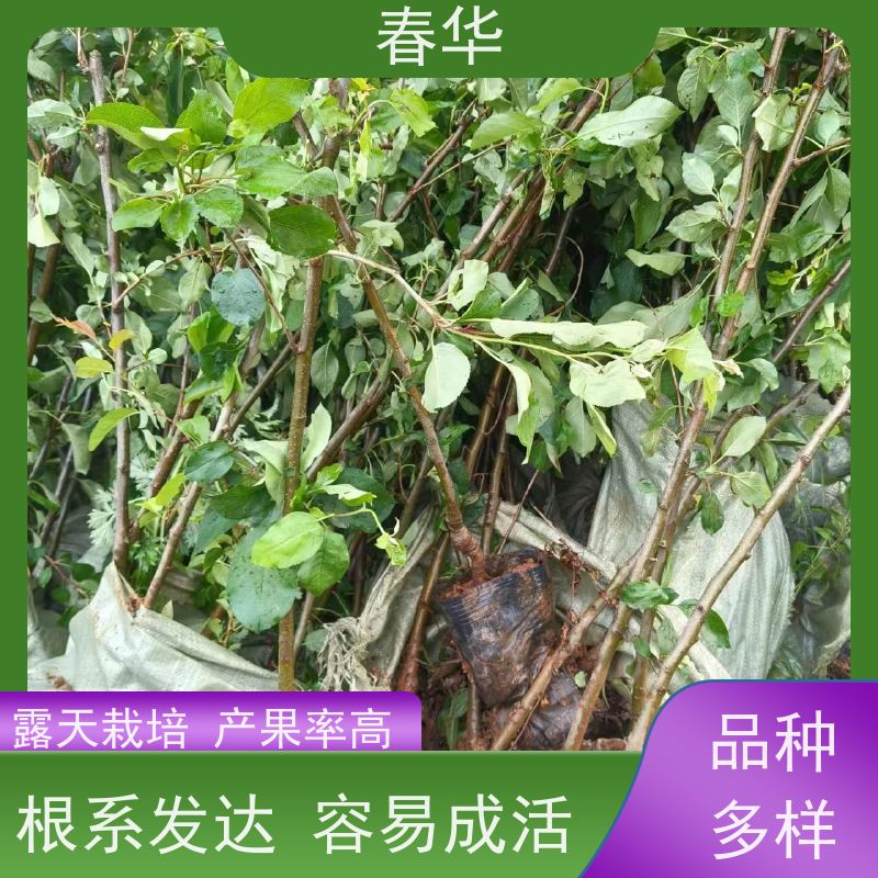 春华 苹果树小树苗 种植方便节省人力 性价比高 量多更优惠