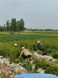 一年生松树苗,50-70cm湿地松苗批发,湿地松容器苗基地出售-林之源种植合作社