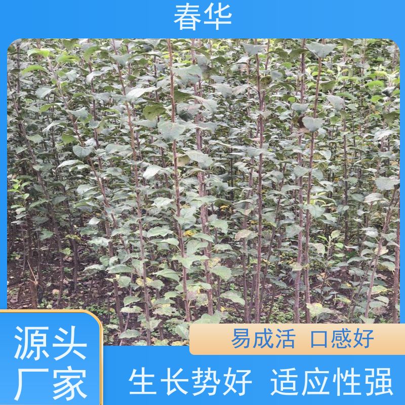 春华 直营苹果营养袋苗 露天种植适应性强 大量出售   果实口感好