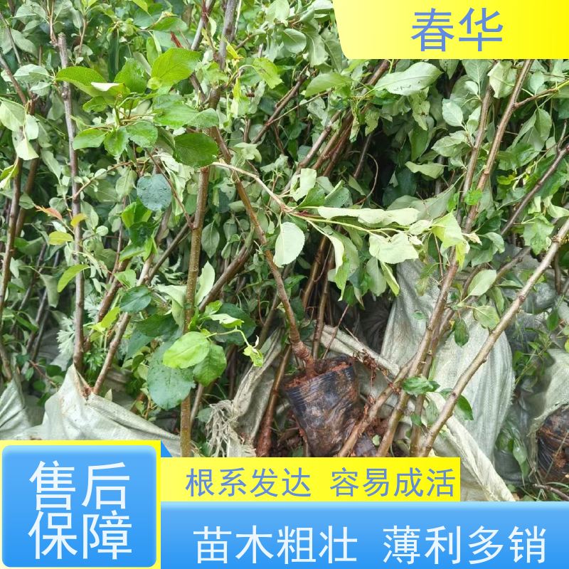 春华 苹果树袋苗 适应性强露天种植 量多更优惠  性价比高