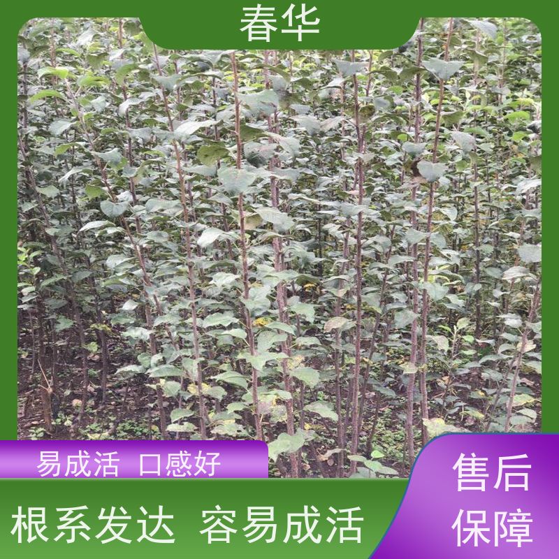 春华 苹果树小树苗 培育环境相对稳定 量多更优惠  性价比高