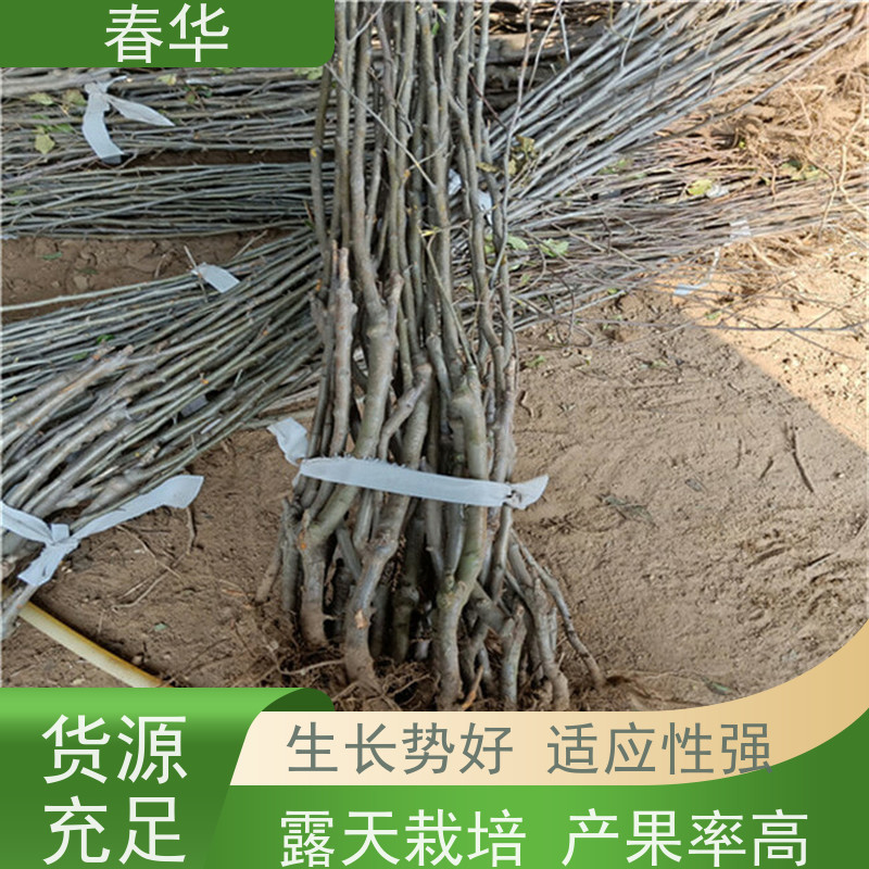 春华 苹果树小树苗 露天种植长势好 口感甜脆营养成分高