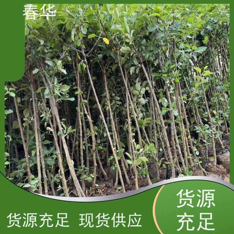 春华 苹果树小树苗 种植方便节省人力 挂果快 产量高 品质放心