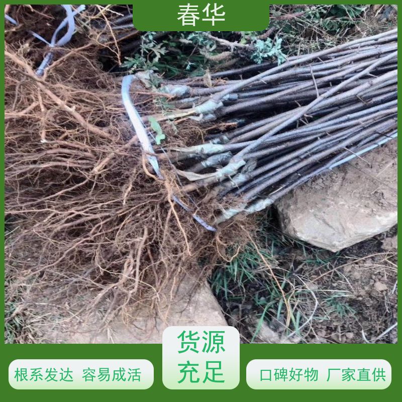 春华 厂家销售苹果苗 种植方便节省人力 苗木粗壮 易成活