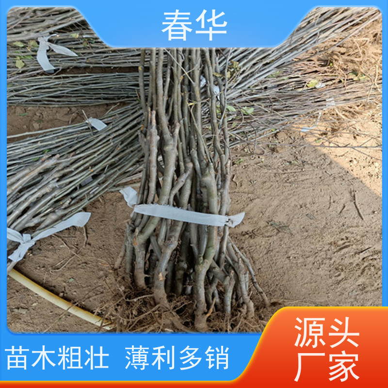 春华 苹果苗 可露天栽培操作方便 量多更优惠  性价比高