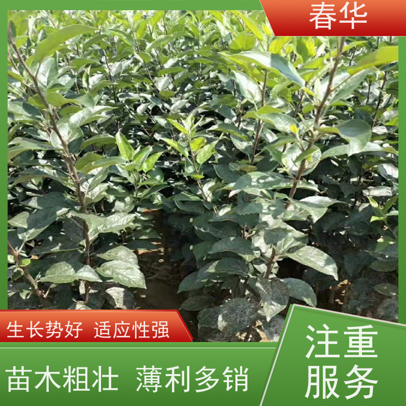 春华 苹果树小树苗 露天种植适应性强 挂果快 产量高 品质放心