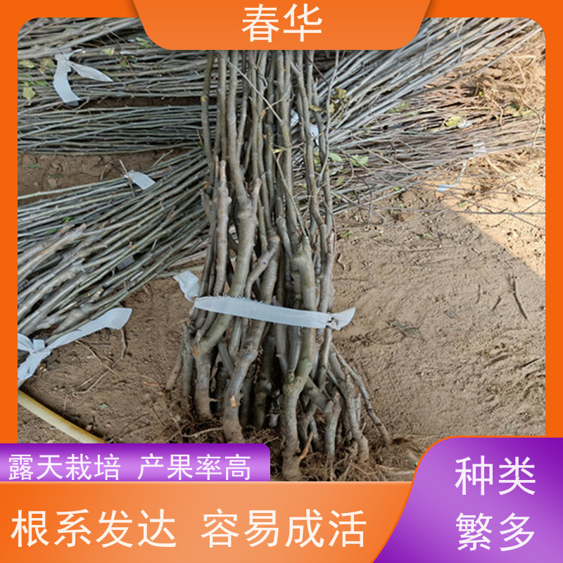 春华 苹果树培育苗 露天种植长势好 根系发达易成活