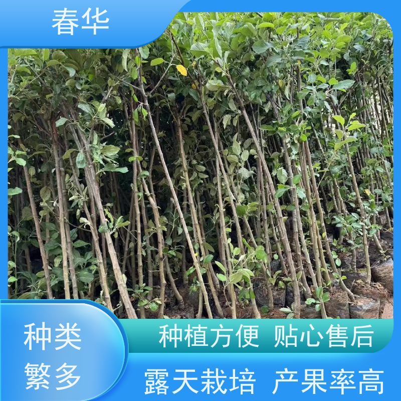 春华 苹果树袋苗 适应性强露天种植 性价比高 量多更优惠