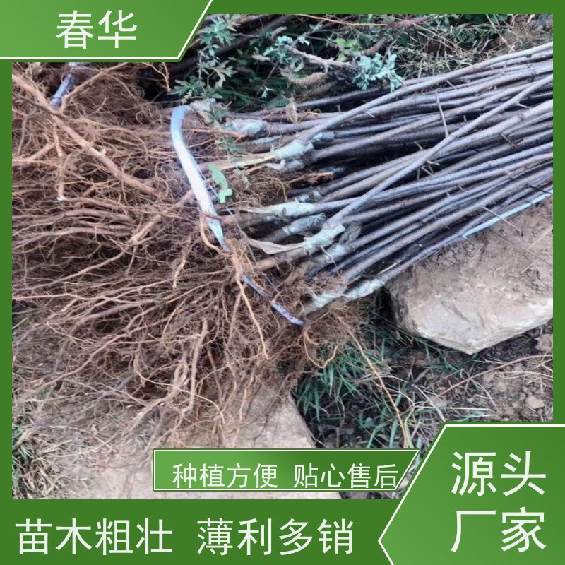 春华 厂家销售苹果苗 露天种植长势好 苗木粗壮 薄利多销