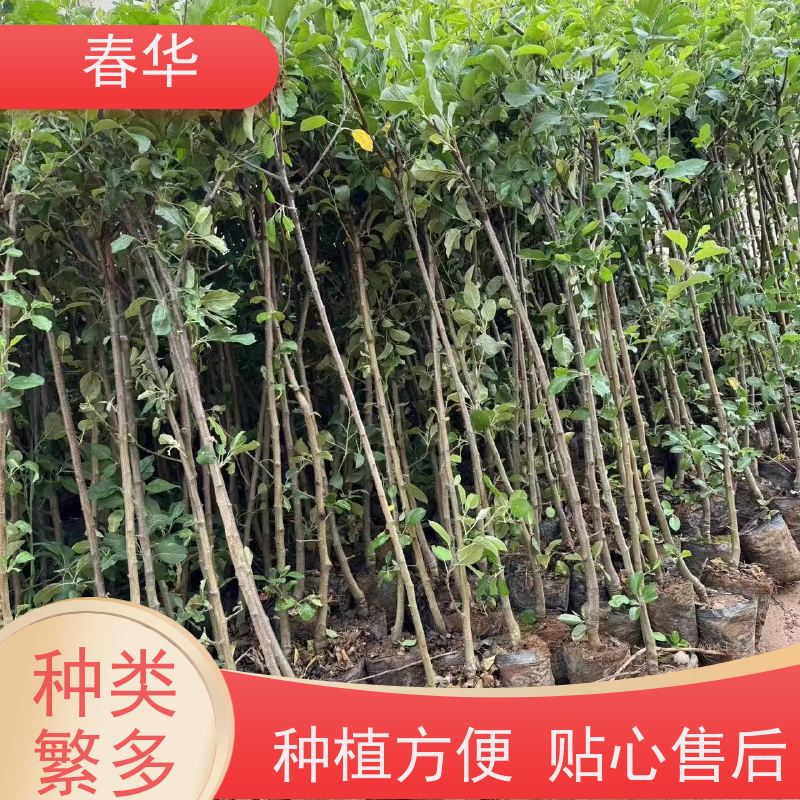 春华 苹果苗 果树生长势好 大量出售   果实口感好