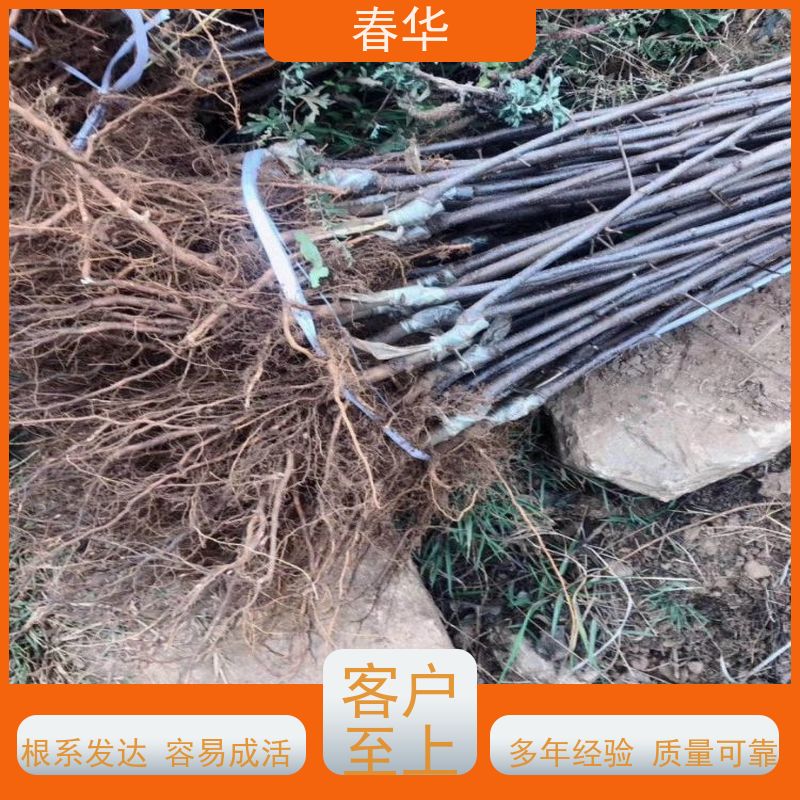 春华 批发苹果苗 露天种植长势好 挂果快 产量高 易成活 