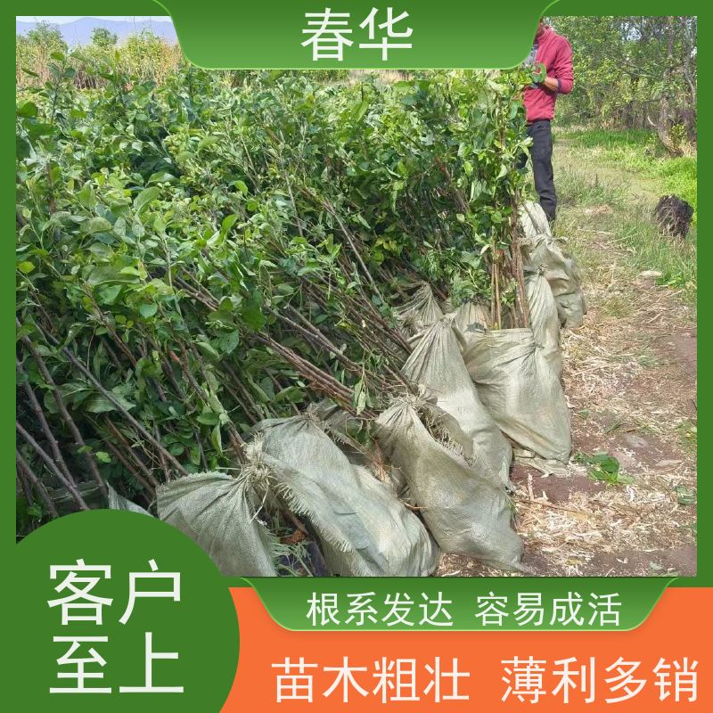 春华 批发苹果苗 果树生长势好 大量出售   果实口感好