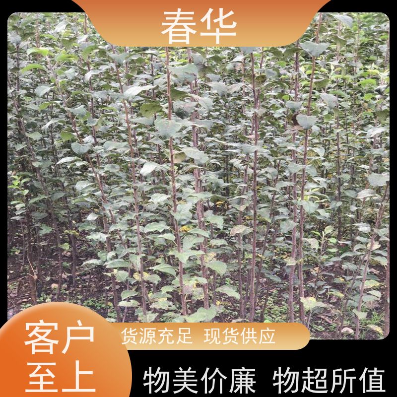 春华 苹果树袋苗 自己嫁接培育  量大价低 提供种植技术