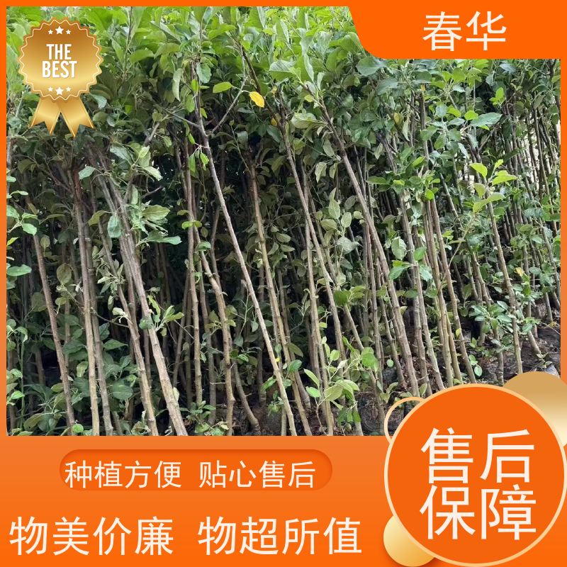 春华 批发苹果树袋苗 种植方便节省人力 苗木粗壮 易成活