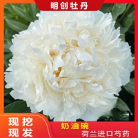 奶油碗芍药3-5芽 BOwi of Cream奶白色大花 先发肥料秋天发种苗