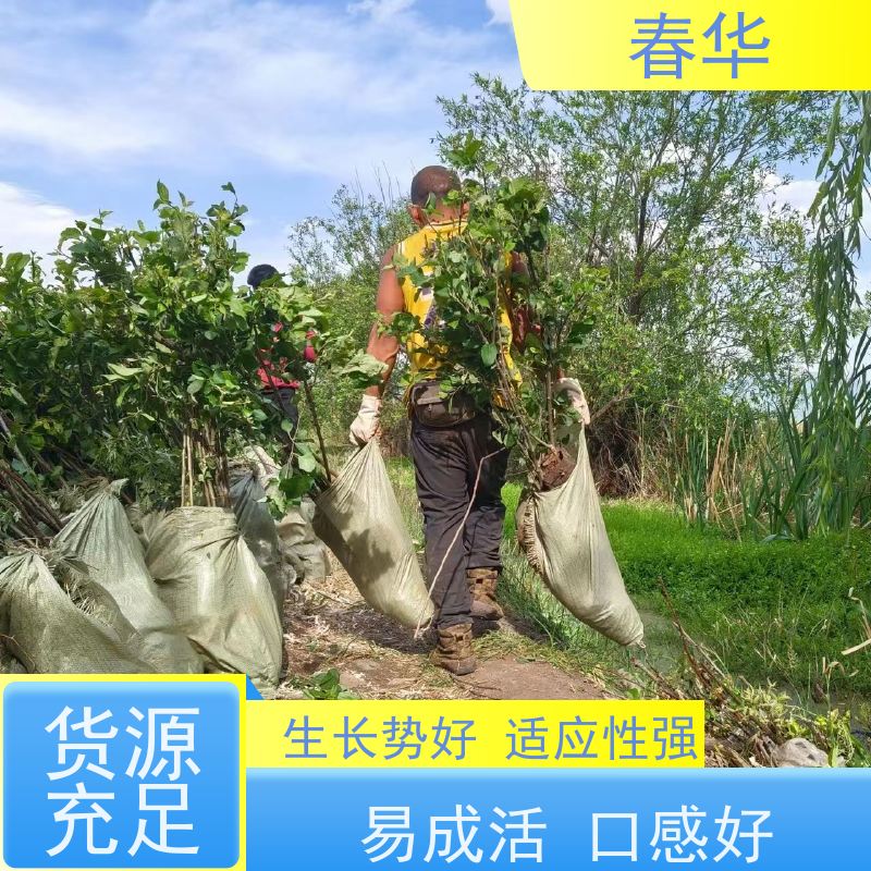 春华 苹果树培育苗 露天种植适应性强 根系发达易成活