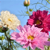 春种草花种子格桑花种子大量批发中