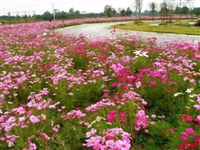 边坡野花种子波斯菊的价格报价