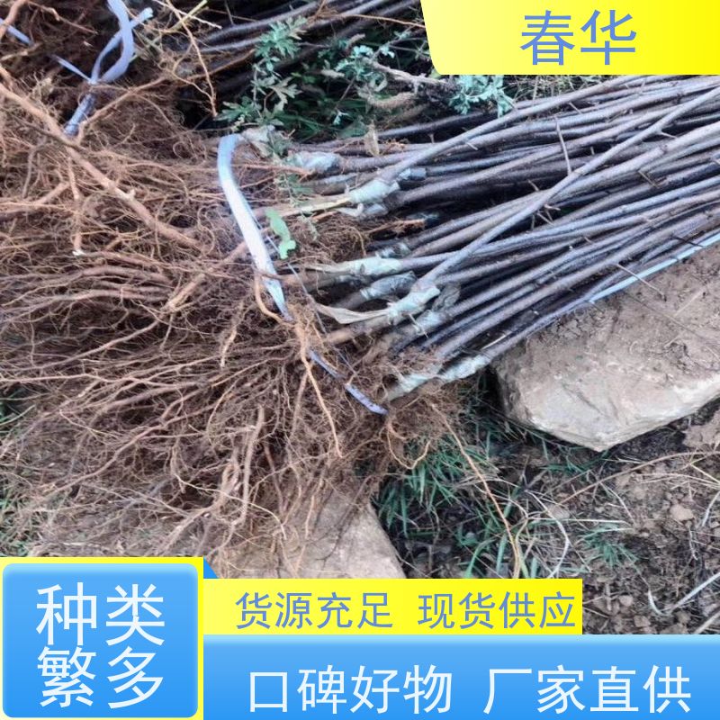 春华 糖心苹果营养袋苗 移栽时操作简便 苗木粗壮 易成活