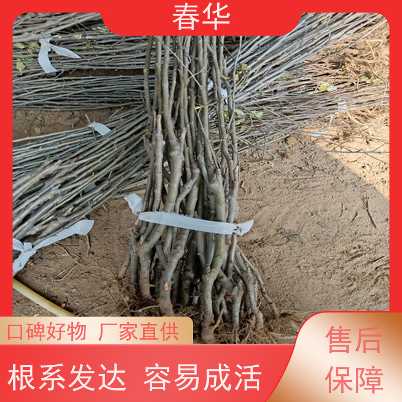 春华 苹果树小树苗 有效控制土壤肥力 量大价低 提供种植技术