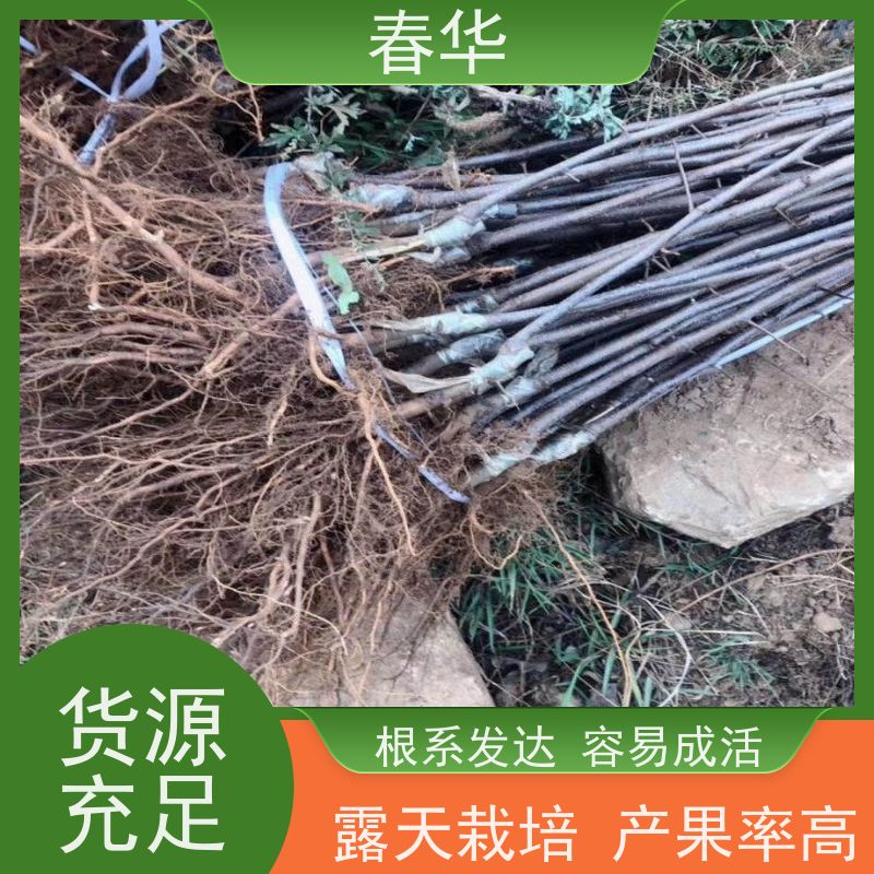 春华 批发苹果树苗 自己嫁接培育  多种果苗选择  提供种植技术